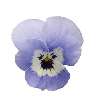 4" Viola Sorbet XP Marina