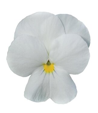 4" Viola Sorbet XP White