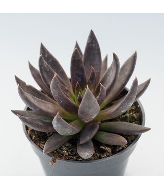 Echeveria, Assorted 6"