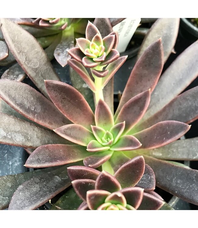 Echeveria, Assorted 6"
