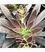 Echeveria, Assorted 6"