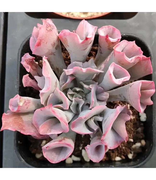 Echeveria, Assorted 6"