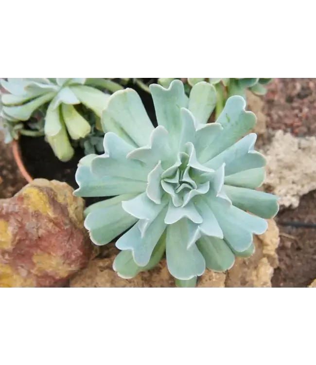 Echeveria, Assorted 6"