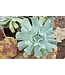 Echeveria, Assorted 6"
