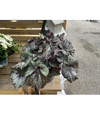 Rex Begonia, Assorted 4 1/4"