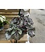 Rex Begonia, Assorted 4 1/4"