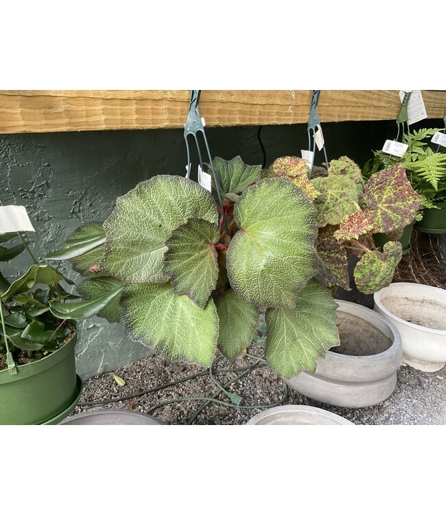 Rex Begonia, Assorted 4 1/4"