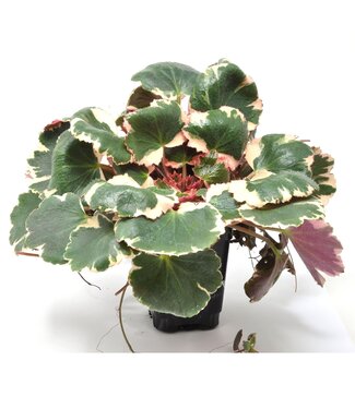 Begonia, Variegated Strawberry 4.25"
