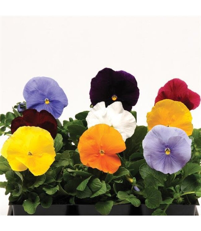 Pansy, Matrix Clear Mix 5 1/2"
