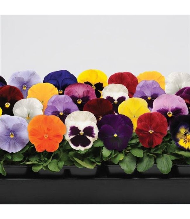 Pansy, Matrix Mix 5 1/2"
