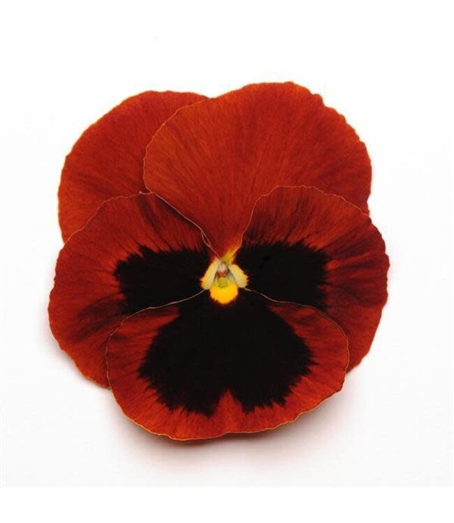 Pansy, Matrix Red blotch 5 1/2"
