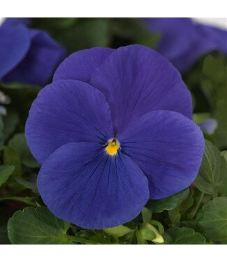 Pansy, Matrix True Blue 5 1/2"