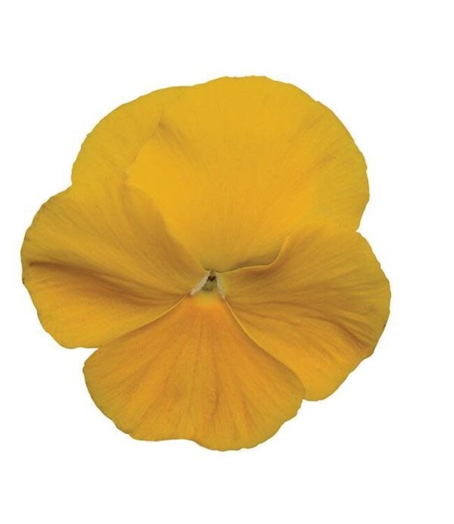 Pansy, Matrix Yellow 5 1/2"