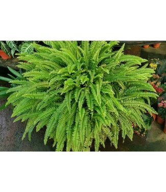 Fern, Boston Navada 10" HB W/ Metal Hanger