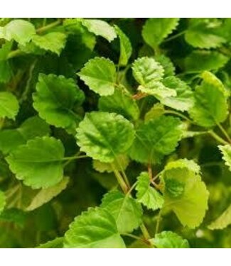Foliage, Swedish Ivy 10" HB W/Metal Hanger