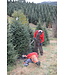 Select Grade Fraser Fir Christmas Tree 9'-10'