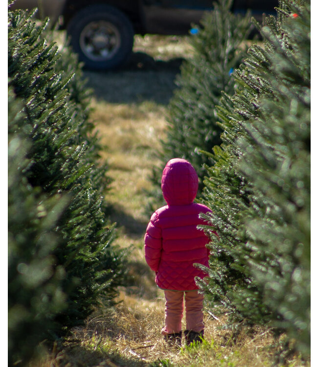 Select Grade Fraser Fir Christmas Tree 9'-10'