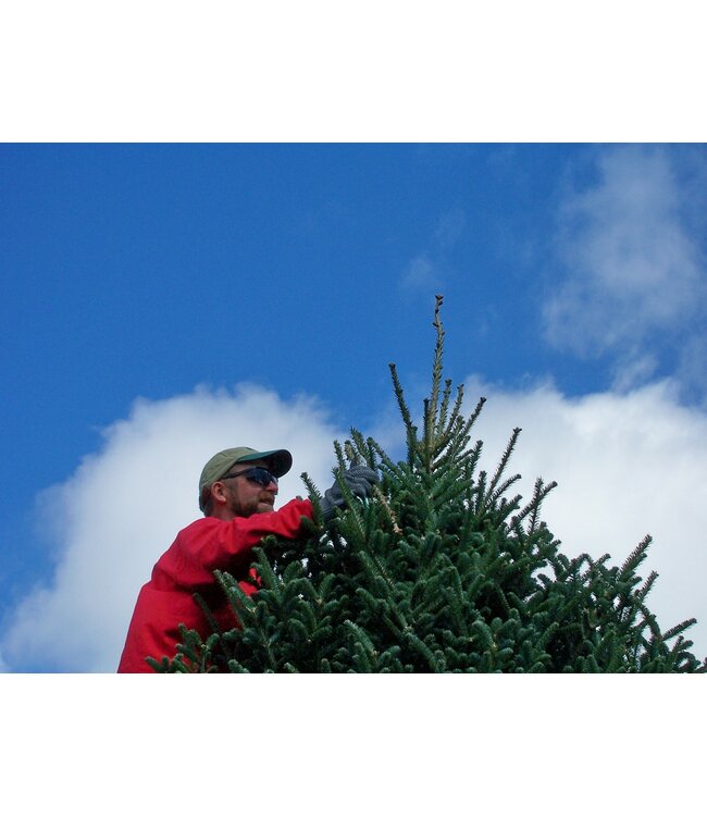 Select Grade Fraser Fir Christmas Tree 9'-10'