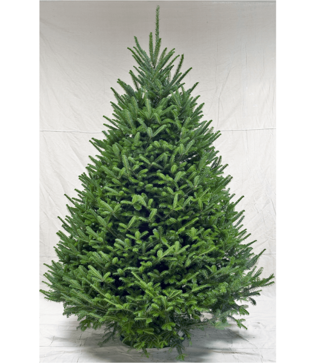 Premium Fraser Fir Christmas Tree 6'-7'