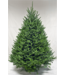 Premium Fraser Fir Christmas Tree 6'-7'
