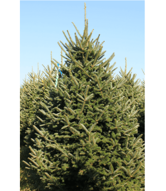 Select Grade Fraser Fir Christmas Tree 7'-8'