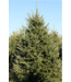 Select Grade Fraser Fir Christmas Tree 9'-10'