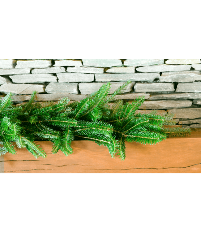 Fraser Fir - Floral Grade