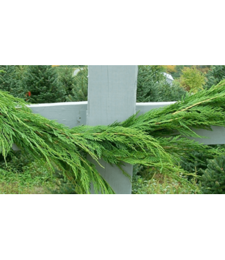 Leyland Cypress - Floral Grade