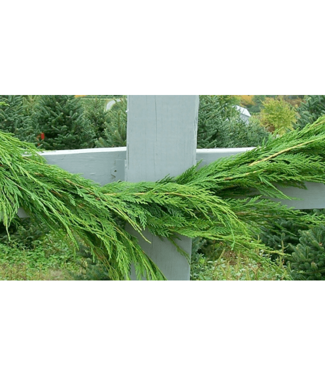 Leyland Cypress - Floral Grade