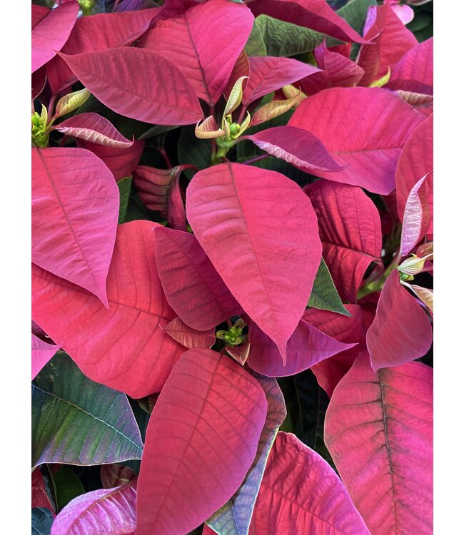 The Plant Shoppe 8" Poinsettia Red
