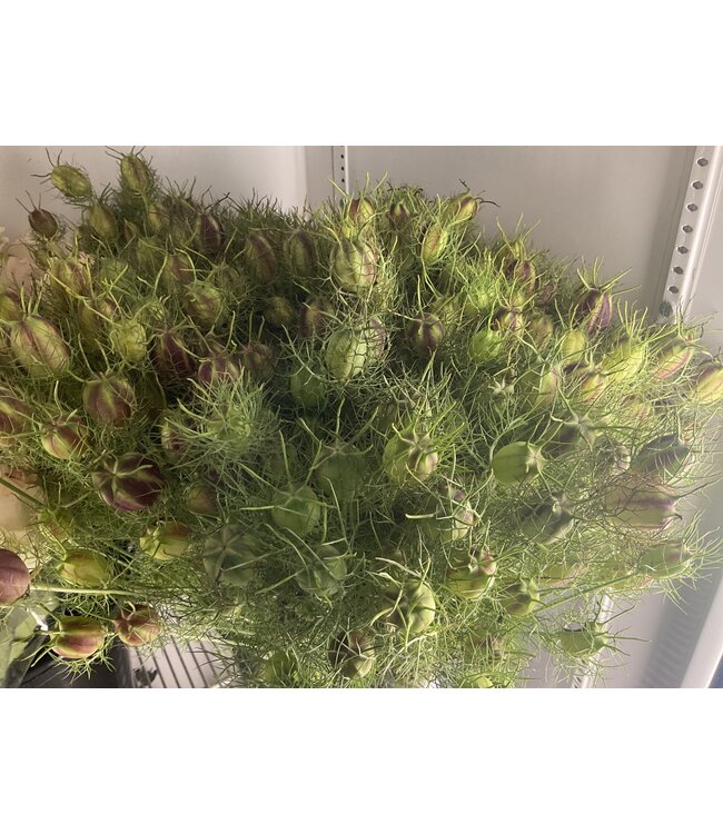 FCS - Nigella Pods Bunch of 10 stems
