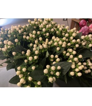 FCS- Hypericum White Coco Bunch of 10