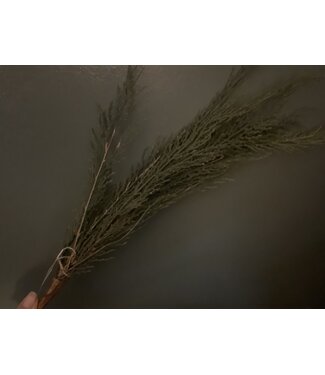 Natural cedar stem natural