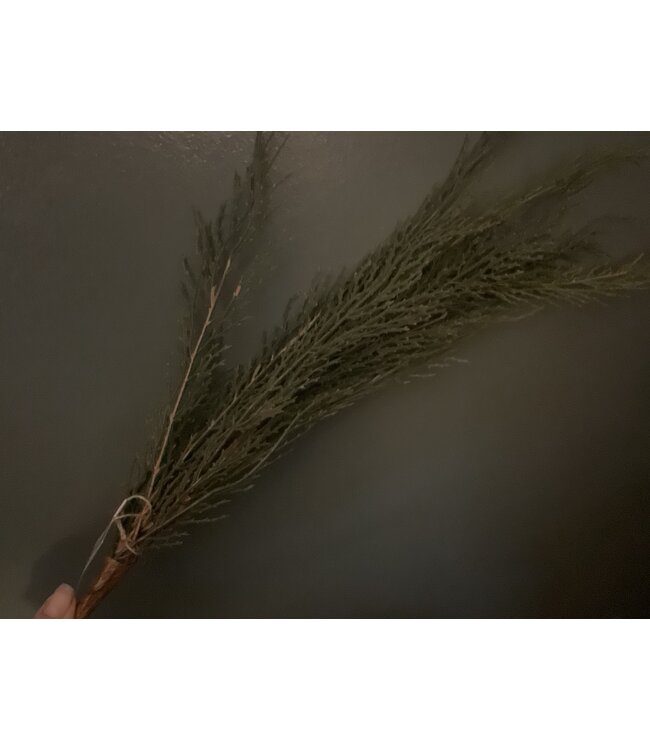 Natural cedar stem natural