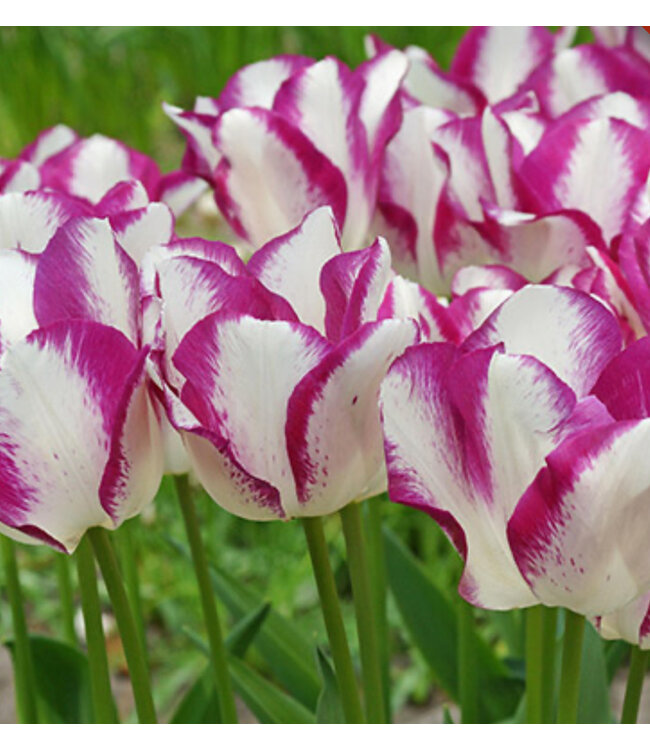 Tulip Triumph Bulb- Affaire (white/pink) 12cm