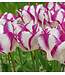 Tulip Triumph Bulb- Affaire (white/pink) 12cm