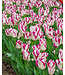 Tulip Triumph Bulb- Affaire (white/pink) 12cm