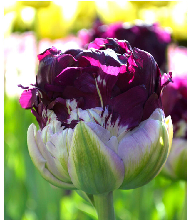 Tulip Double Late- Blue Wow (blue purple) 12cm