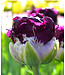 Tulip Double Late- Blue Wow (blue purple) 12cm