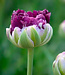 Tulip Double Late- Blue Wow (blue purple) 12cm