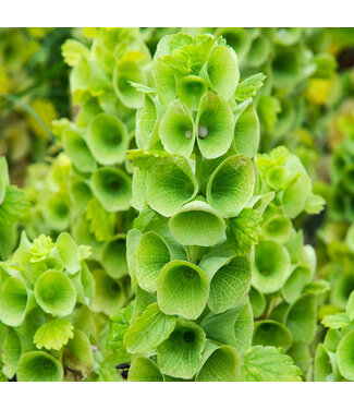 FCS Bells of Ireland