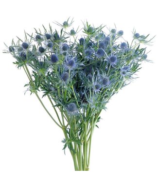 FCS Eryngium Blue Ice Bunch 5 Stem