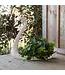The Plant Shoppe Swan Container