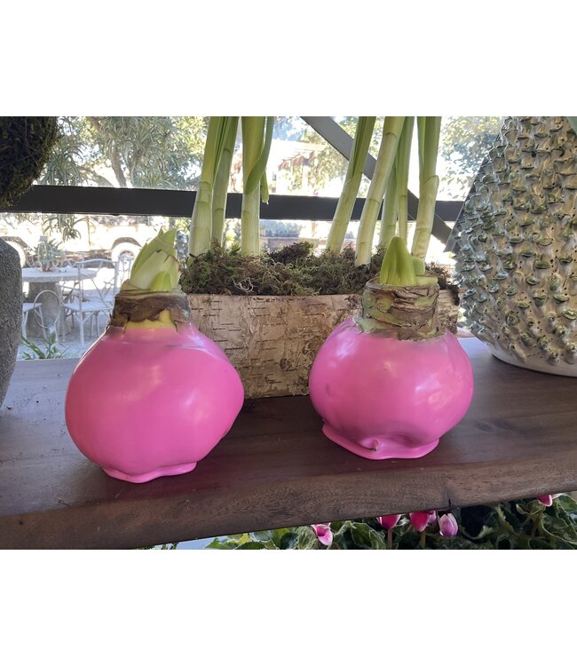 "Pink Warrior" Waxed Amaryllis