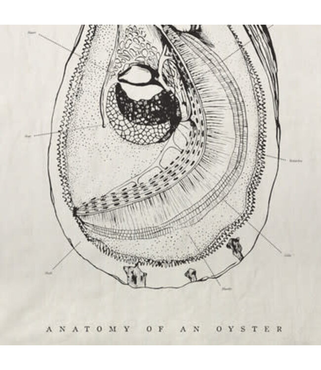 Oyster Anatomy Tea Towel