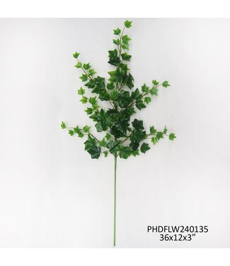 English Ivy Stem