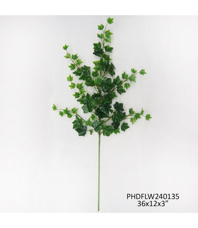 English Ivy Stem