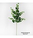 English Ivy Stem