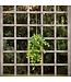 English Ivy Stem