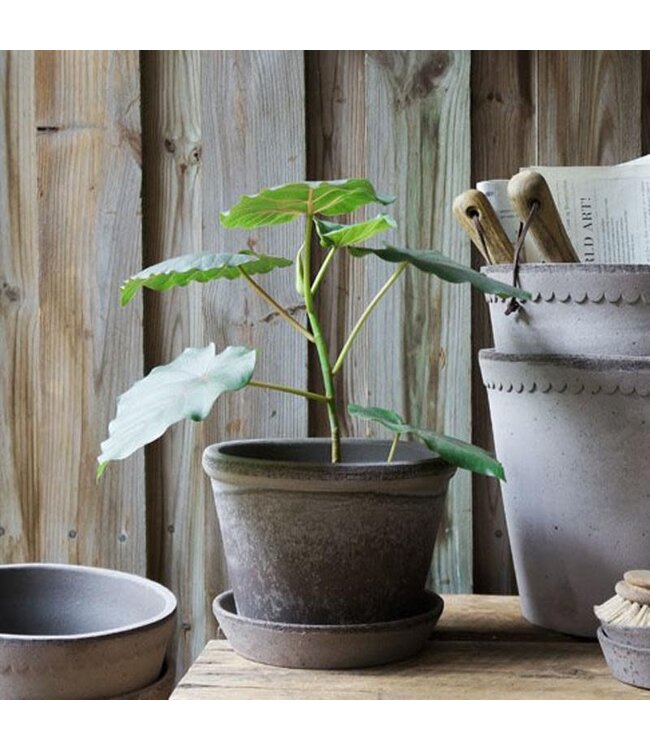 Flora RAW Grey, Set 12cm